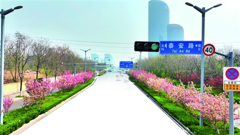 航拍泰安路花卉